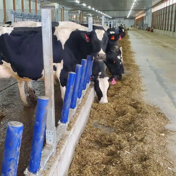 Agromatic FreeFEED cattle headlock alternative.
