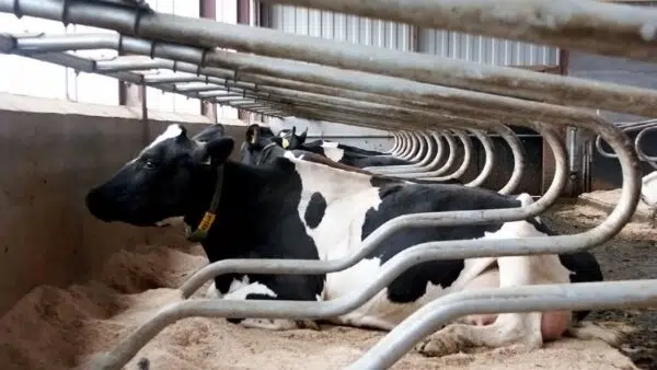 2-D High Neckrail Cubicle side view with cow.