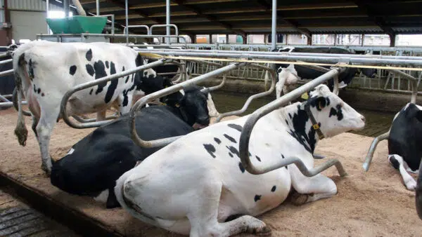 2-D High Neckrail Cubicle with cows.