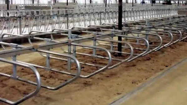 GEA Traditional Freestall Systems barn view.