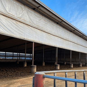 Siebrand Heifer barn with livestock curtains installed.