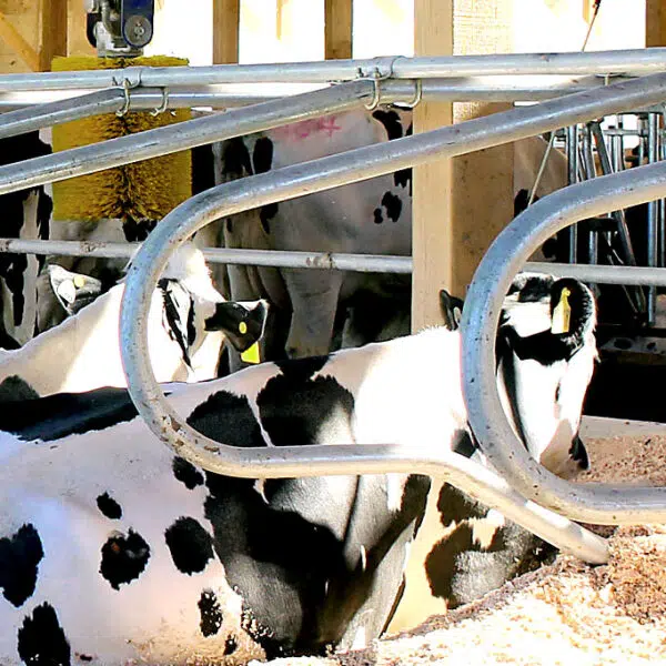 Artex Freestall Loops and Stall Dividers in use.