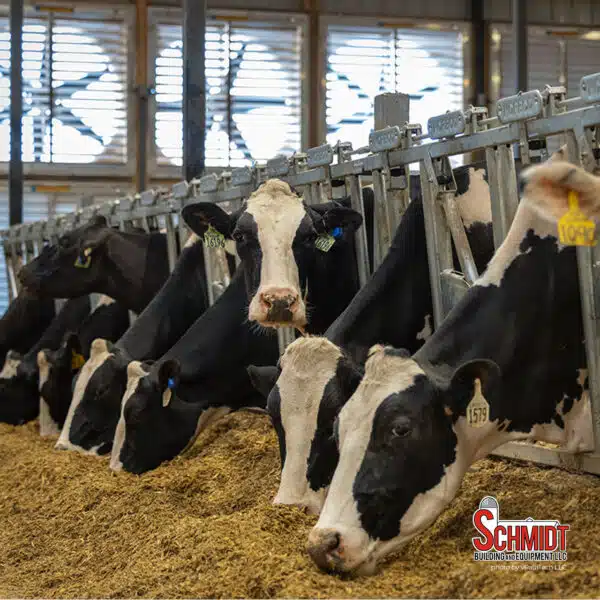 Norbco cattle headlocks at Sheridan Flats Dairy, Waupaca, WI.