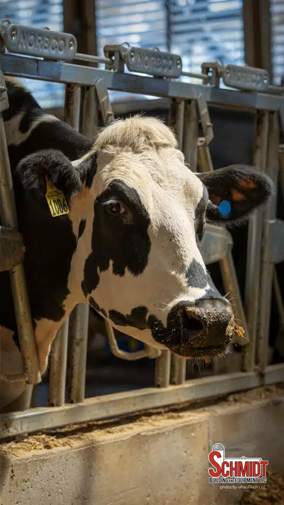 Norbco cattle headlocks at Sheridan Flats Dairy, Waupaca, WI.