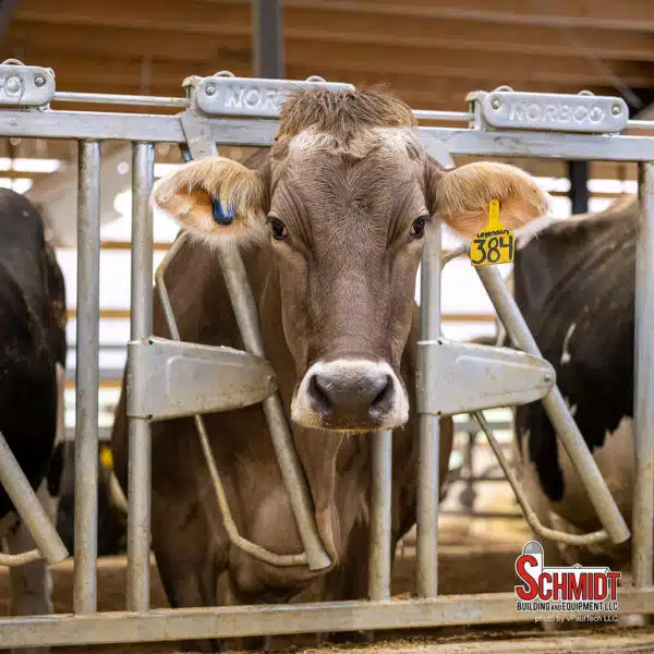 Brown Swiss cow in Norbco headlocks. Picture taken at Sheridan Flats Dairy in Waupaca, WI.