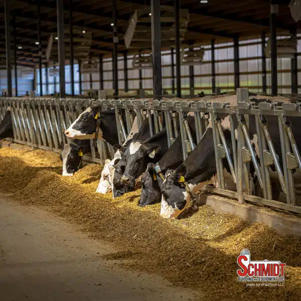 Cows feeding in Norbco headlocks at Sheridan Flats dairy in Waupaca, WI.