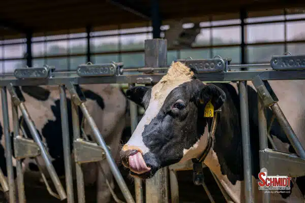 Cow eating in Norbco headlocks at Sheridan Flats Dairy in Waupaca, WI.
