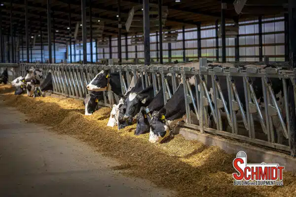 Cows eating in Norbco headlocks at Sheridan Flats Dairy.
