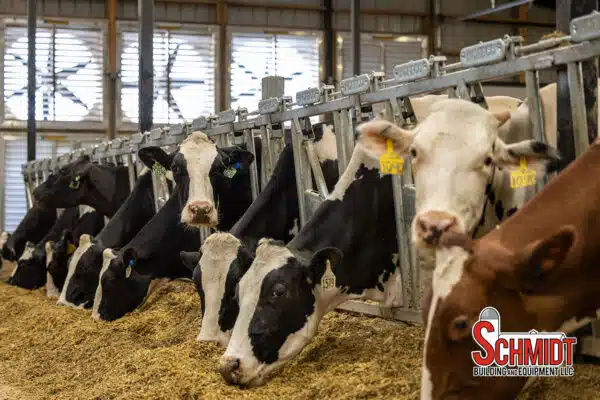 Cows feeding in Norbco cattle headlocks at Sheridan Flats Dairy.