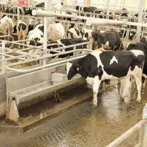 Cows Drinking from Sturdy Built Cattle Waterer