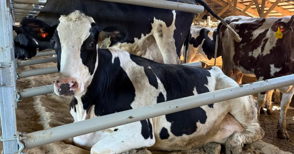 RELAX Flexible Freestalls installed at Jaimac Dairy in New London, Wisconsin.