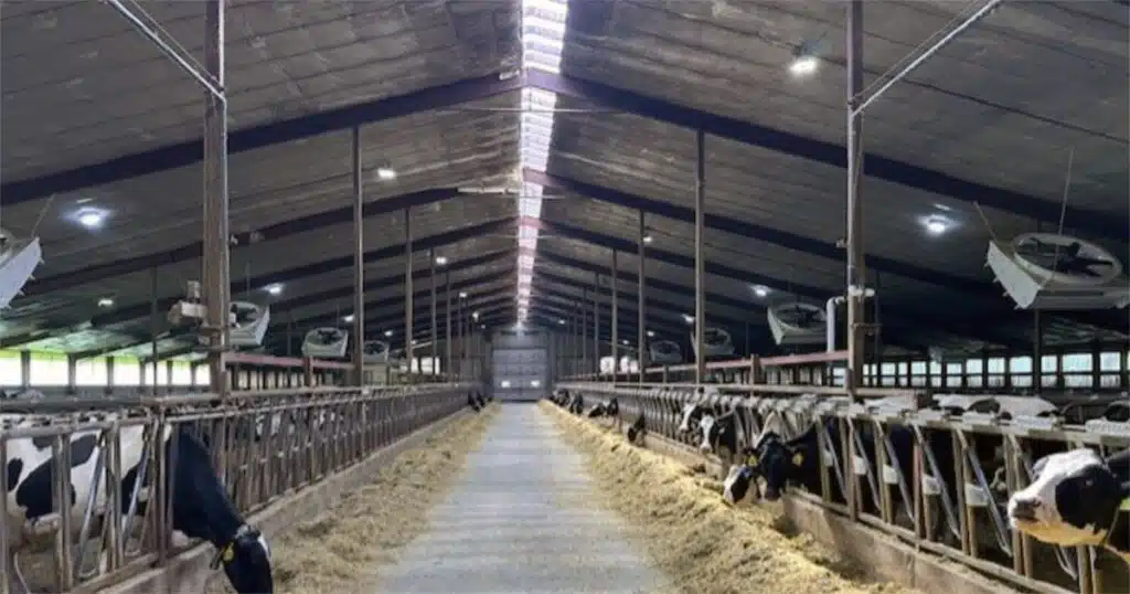 Grotegut Dairy Farm in Newton, WI Cyclone Barn Fans installed by Schmidt Building & Equipment.