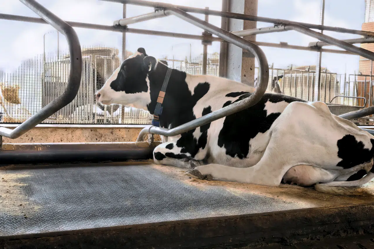 Cow laying on KRAIBURG WELA LongLine stall mat roll.