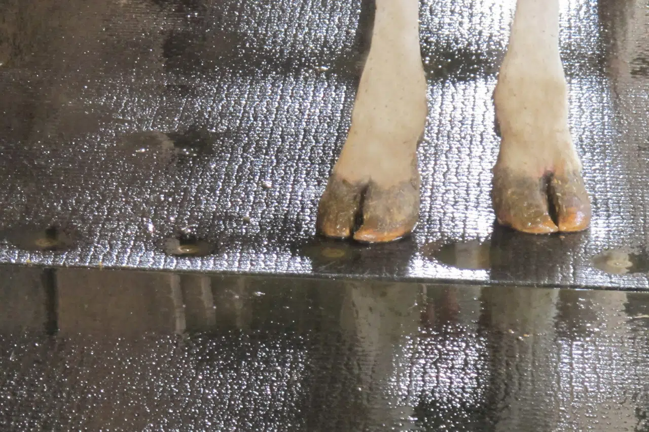 Cow standing on KRAIBURG KURA rubber flooring.