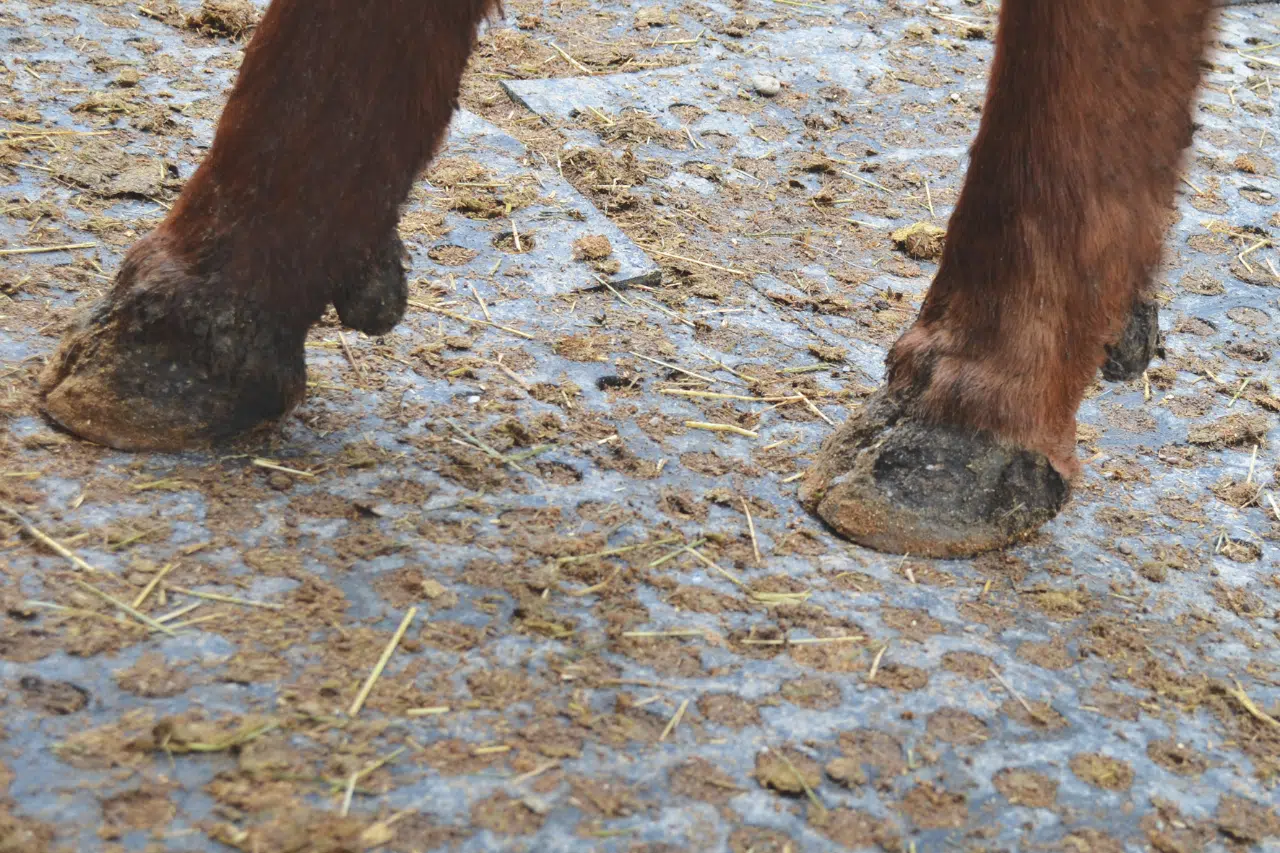 Cow standing on KRAIBURG LOMAX rubber flooring for soil stabilization.