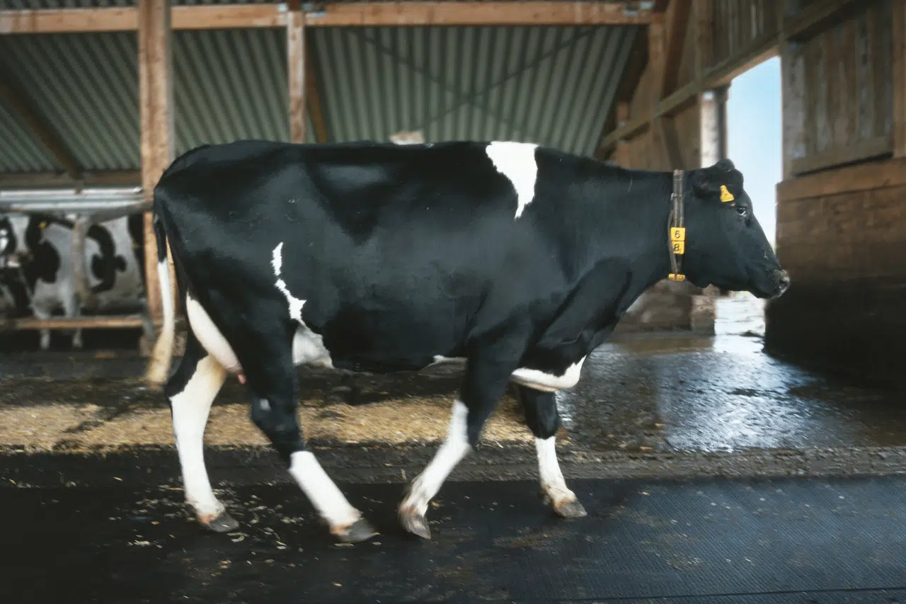 Cow walking on KRAIBURG KURA rubber flooring.